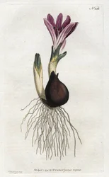 Spring bulbocode eller campanette - Litografi av Sydenham Edwards (1768-1819), från William Curtis