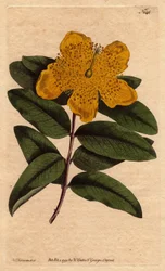 Johannesört med breda gula blommor. Storblommig johannesört med gula blommor. Hypericum calycinum. Handfärgad kopparstick från en botanisk illustration av Sydenham Edwards från William Curtis "" Botanical Magazine"" 1790-1800.