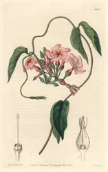 Stellar echite, infödd i Brasilien - Water forte av S. Watts från en illustration av Sarah Anne Drake (1803-1857), från det botaniska registret
