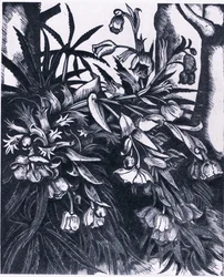 Stinking Hellebore, Natura i Peretania lomia e Collinsswed