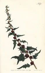 Smultronspenat i en baguette - Bladrik gåsört, Chenopodium foliosum (Smultronmålla, Blitum virgatum). Graverad av Sansom efter en illustration av Sydenham Edwards ur William Curtis