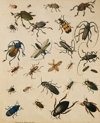 Studier av insekter