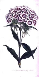 Sweet William eller Bearded Pink (Dianthus barbatus), tallrik 205 från William Curtis 