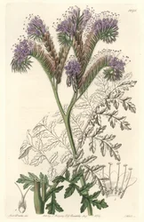 Tansy leaf phacelia, infödd i Kalifornien - Water forte av S. Watts från en illustration av Sarah Anne Drake (1803-1857), från Botanical Register