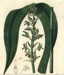 Variant av marklevande orkidé - Vild kokosorkidé, Eulophia alta (Woodfords cyrtopodium, Cyrtopodium woodfordii). Handkolorerat kopparstick av S. Watts efter en illustration av fröken Sarah Drake ur Sydenham Edwards