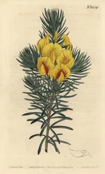 Spåren eller honungsbusken - Coastal tea eller kustee, Cyclopia genistoides (Fläckblommig ibbetsonia, Ibbetsonia genistoides). Handfärgad kopparstick av F. Sansom Jr. efter en illustration av Sydenham Edwards från William Curtis
