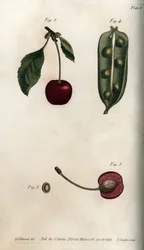 Ärtsäcken (baljväxt) och delen av frukten av körsbär (eller vildkörsbär eller fåglar). Färgad kopparstick, illustration av Sydenham Edwards (1768-1819) för Conferences of Botanical, Botanical Garden of Lambeth (England)