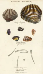 Taggig hjärtmussla, Cardium echinatum, avkortad purr, Donax crenulata, och åttåsig tandsnäcka, Dentalium octangulatum. Handkolorerad koppargravyr efter Sydenham Edwards ur John Mason Goods Pantologia, a New Encyclopedia, G. Kearsley, London