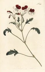 Trefärgad krannäbb, Pelargonium tricolor. Handfärgad kopparstick av Sansom efter en illustration av Sydenham Edwards från William Curtis
