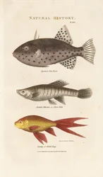 Tre marina fiskar