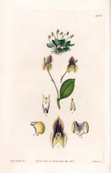 Three teeth Lepanthe - Plåt graverad av S.Watts, från en illustration av Sarah Anne Drake (1803-1857), från Botanical Register of Sydenham Edwards (1768-1819), England