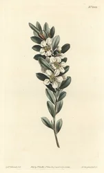 Träd en eller australisk myrten - Coastal tea tree, Leptospermum laevigatum (Slät fabricia, Fabricia laevigata). Handfärgad kopparstick av F. Sansom Jr. efter en illustration av Sydenham Edwards från William Curtis