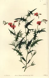 Triangulär chorozema, Chorozema triangulare. Handkolorerad kopparstick av S. Watts efter illustration av J.T. Hart från Sydenham Edwards