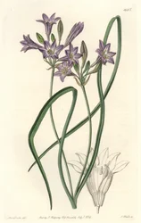 Triteleia ou brodiacea lache - Water forte av S. Watts från en illustration av Sarah Anne Drake (1803-1857), från det botaniska registret