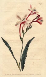 Tritonia har ett lockigt blad och rosa, röda och vita blommor, infödda i Sydafrika. Böjd bladtritonia med rosa, röda och vita blommor. En infödd i Sydafrika. Tritonia crispa. Handkolorerad kopparstick från en botanisk illustration b