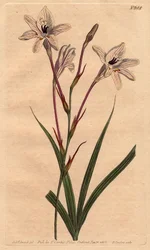Tritonie har långa rör, med rosa fot och vita blommor ådrade med ros. Lång tubad tritonia med rosa stjälkar och rosa ådrade vita blommor.Tritonia capensis. Handfärgad kopparstick från en botanisk illustration av Sydenham Edwards från Will