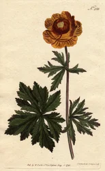 Troll eller asiatisk guldboll med mörkgul blomma, infödd i Sibirien och Kappadokien. Asiatisk klotblomma med djupgul blomma. En infödd i Sibirien och Kappadokien. Trollius asiaticus. Handkolorerad kopparstick från en botanisk illustration av Syden