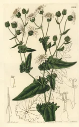 Rova-bladig mysk-sackor, Moscharia pinnatifida. Handkolorerad kopparstick av S. Watts efter en illustration av Miss Sarah Drake från Sydenham Edwards