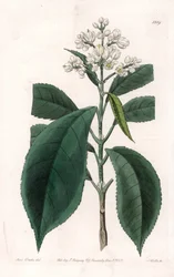 Turpinia Variete - Tallrik graverad av S.Watts, från en illustration av Sarah Anne Drake (1803-1857), från Botanical Register of Sydenham Edwards (1768-1819), England