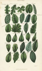 Typer av blad av växter. Handfärgad kopparstick efter Sydenham Edwards från John Mason Goods Pantologia, a New Encyclopedia, G. Kearsley, London