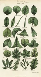 Typer av blad av växter. Handfärgad kopparstick efter Sydenham Edwards från John Mason Goods Pantologia, a New Encyclopedia, G. Kearsley, London