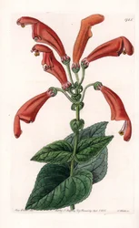 Variete de gesneria, en blomma i rör - Plåt graverad av S.Watts, baserad på en illustration av Sarah Anne Drake (1803-1857), från Botanical Register of Sydenham Edwards (1768-1819), England