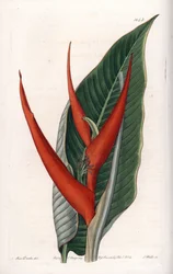 Variete d