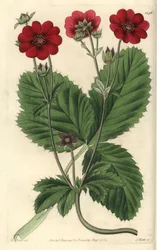 Sort av Cinquefoil - Russells potentilla, Potentilla russelliana. Handkolorerad kopparstick av S. Watts efter en illustration av M. Hart från Sydenham Edwards