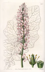 Variant av Francoa med mjölkblad, endemisk i Chile - graverad av S.Watts, efter en illustration av Sarah Anne Drake (1803-1857), från Botanical Register of Sydenham Edwards (1768-1819), England.