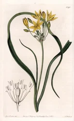 Variete of Triteleia eller brodeleia, med gula blommor, hemma i Kalifornien - Plåt graverad av S.Watts, från en illustration av Sarah Anne Drake (1803-1857), från Botanical Register of Sydenham Edwards (1768-1819), England
