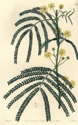 Sort av akacia (eller kassier) - Ormbunkebladig akacia, Acacia pentadenia. Handfärgad kopparstick av S. Watts efter en illustration av J. Hart från Sydenham Edwards