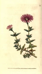 Variety of ficoid - Skäggig fikonblomma, Mesembryanthemum barbarum. Handkolorerad kopparstick efter en botanisk illustration från William Curtis The Botanical Magazine, Lambeth Marsh, London