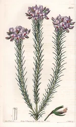 Variety av gompholobium (familj av baljväxter), hemma i Australien - Plåt graverad av S.Watts, från en illustration av Sarah Anne Drake (1803-1857), från Botanical Register of Sydenham Edwards (1768-1819), England