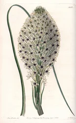 Variety of liliacee (Helonias asphodeloides) - Graverad av S.Watts, från en illustration av Sarah Anne Drake (1803-1857), från Botanical Register of Sydenham Edwards (1768-1819), England