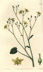Variety av villarsia, endemisk till Australien - Ornduffia reniformis (Njurbladiga villarsia, Villarsia reniformis). Handkolorerad kopparstick av S. Watts efter en illustration av Miss Sarah Drake från Sydenham Edwards