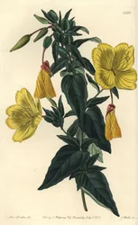 Variation av nattljus eller gräs med åsnor - Jättenljus, Oenothera fruticosa subsp. glauca (Glaucous oenothera, Oenothera glauca). Handkolorerad kopparstick av S. Watts efter en illustration av Miss Sarah Drake från Sydenham Edwards