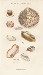 Olika arkskal