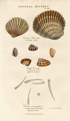 Olika skalarter