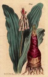 Veltheimia har glaucus leaf, en vacker lilja (lilja) från Cape of Good Esperance (Sydafrika). Glaucous leafs veltheimia, en vacker lilja från Godahoppsudden. Veltheimia glauca. Handfärgad kopparstick från en botanisk illustration