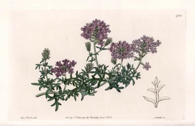 Verbena multifide - graverad av S. Watts, från en illustration av Sarah Anne Drake (1803-1857), från Botanical Register of Sydenham Edwards (1768-1819), England