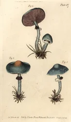 Verdigris-svamp eller ärgsvamp, Stropharia aeruginosa, Svampar, Cryptogamia. Handkolorerad kopparstick av F. Sansom av en botanisk illustration av Sydenham Edwards för William Curtis