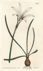 Virginia Amaryllis - Atamasco-lilja, Zephyranthes atamasco (Amaryllis atamasco) - Handkolorerad kopparstick av Sansom efter en illustration av Sydenham Edwards från William Curtis