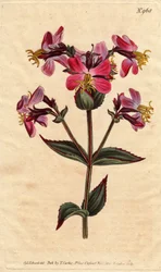 Virginia rhexia, med lila och rosa blommor Virginian rhexia, med färgglada rosa och lila blommor. Rhexia virginica. Handfärgad kopparstick från en botanisk illustration av Sydenham Edwards från William Curtis "" Botanical Magazine"" 1790-1