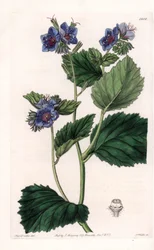 Viskös Phacelia - Plåt graverad av S.Watts, från en illustration av Sarah Anne Drake (1803-1857), från Botanical Register of Sydenham Edwards (1768-1819), England