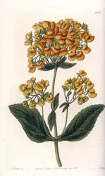 Viskös calceolar (eller liten toffel) - Graverad tavla av S.Watts, från en illustration av Sarah Anne Drake (1803-1857), från Botanical Register of Sydenham Edwards (1768-1819), England