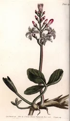Water trefle eller menyanthe water trefle. Färgad kopparstick, illustration av Sydenham Edwards (1768-1819) för Conferences of Botanical, Botanical Garden of Lambeth (England)