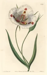 Vitblommig calochorte (mariposa), hemma i Kalifornien - Fläckig calochortus eller fjäril mariposa lilja, Calochortus venustus, hemma i Kalifornien - Handkolorerad kopparstick av S. Watts efter en illustration av Miss Drake, från Sydenham Edwa