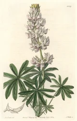 Vitblommig lupin (Lupinus microcarpus), hemma i Kalifornien - S. Watts starkt vatten från en illustration av Sarah Anne Drake (1803-1857), från det botaniska registret