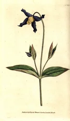 Helbladsklematit - helbladig klematis eller jungfrustrå, Clematis integrifolia. Handkolorerad kopparstick efter en botanisk illustration från William Curtis The Botanical Magazine, Lambeth Marsh, London