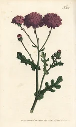 Vild cineraire - Lila jordsel eller ragwort, Senecio elegans. Handfärgad kopparstick av Sansom efter en illustration av Sydenham Edwards från William Curtis